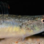 Spies_TidewaterGoby_CaprenterCreek