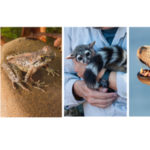 Ivan’s choice header with ws logo