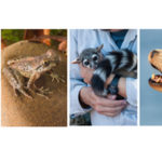 Ivan’s choice header with ws logo