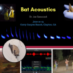 Bat acoustics