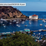 Screen Shot 2019-03-05 at 8.00.09 PM