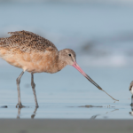 Screen Shot 2019-03-23 at 9.10.56 PM