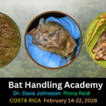 Costa Rica Bat Workshop