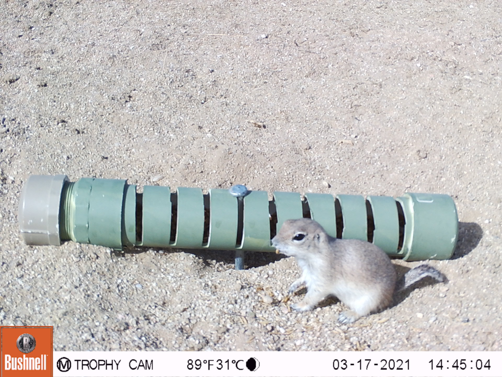 Mohave Ground Squirrel Workshop - The Western Section of the Wildlife