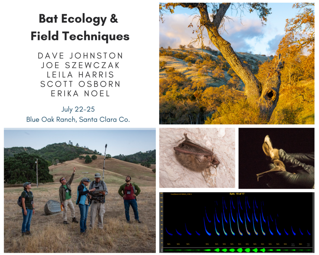 Bat Ecology & Field Techniques - The Western Section Of The Wildlife ...