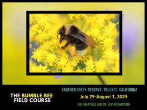 Bumble Bees