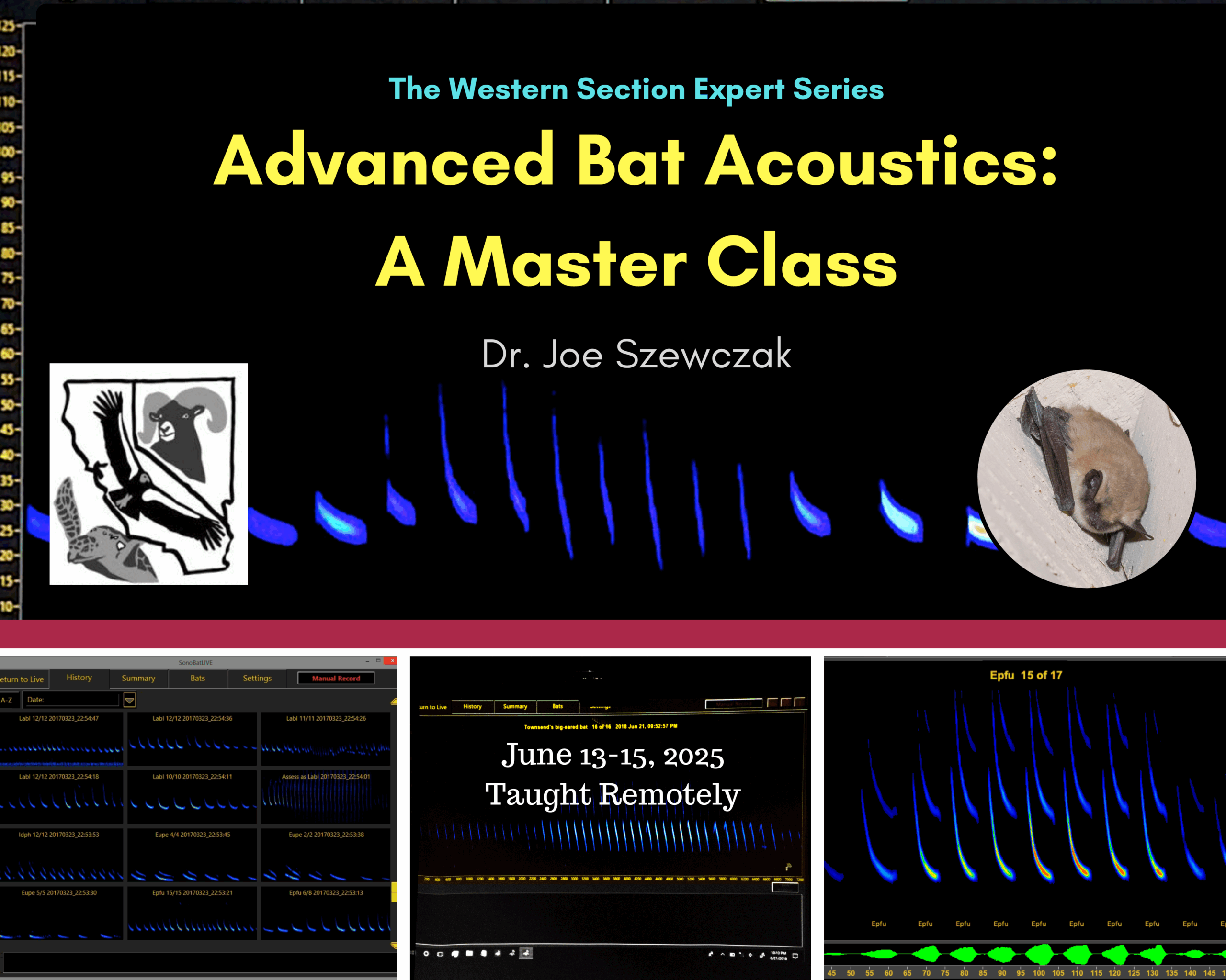 Copy of BAT ACOUSTICS (1)