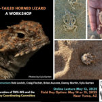 lizard