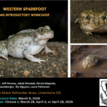 spadefoot