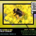 Bumble Bees
