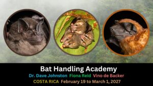 Costa Rica Bat Workshop (3)
